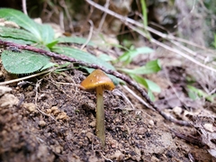 Hygrocybe