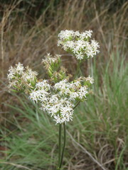 Psacalium poculiferum