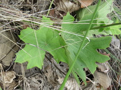 Psacalium poculiferum