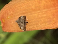 Choreutis pariana