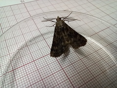 Ascotis fortunata