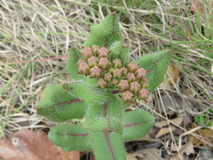 Asclepias jaliscana