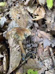 Inocybe insignis