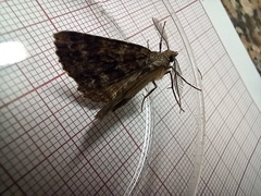 Ascotis fortunata