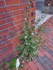 Cichorium intybus