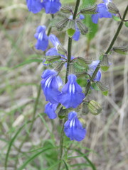 Salvia heterotricha