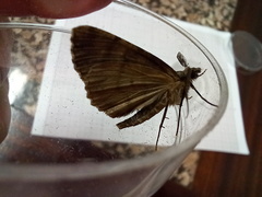 Ascotis fortunata
