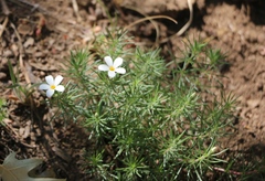 Leptosiphon floribundus
