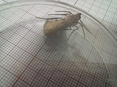 Ascotis fortunata