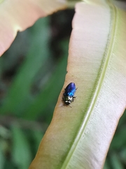 Endelus cupido