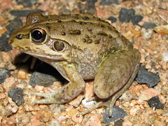 Ranoidea alboguttata