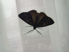 Ascotis fortunata