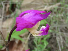 Bletia macristhmochila