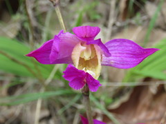 Bletia macristhmochila