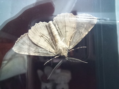 Ascotis fortunata