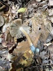 Inocybe insignis