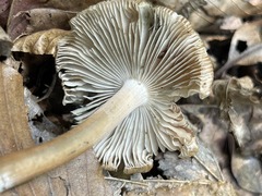 Inocybe insignis