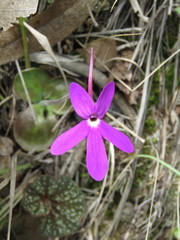 Pinguicula oblongiloba