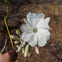 Ipomoea praecana
