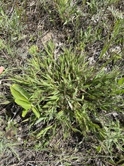 Dichanthelium meridionale