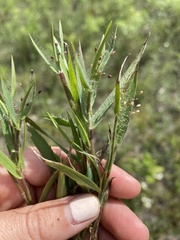 Dichanthelium meridionale
