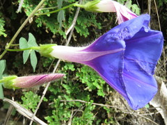 Ipomoea laeta