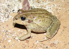 Ranoidea alboguttata