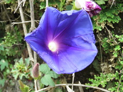 Ipomoea laeta
