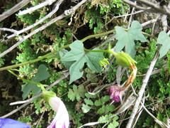 Ipomoea laeta