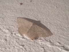 Scopula incanata
