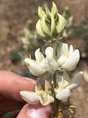 Lupinus padre-crowleyi