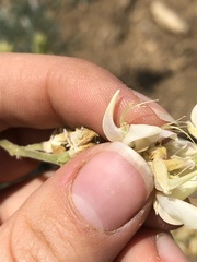 Lupinus padre-crowleyi