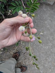 Mimosa asperata
