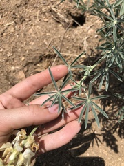 Lupinus padre-crowleyi