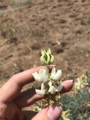 Lupinus padre-crowleyi