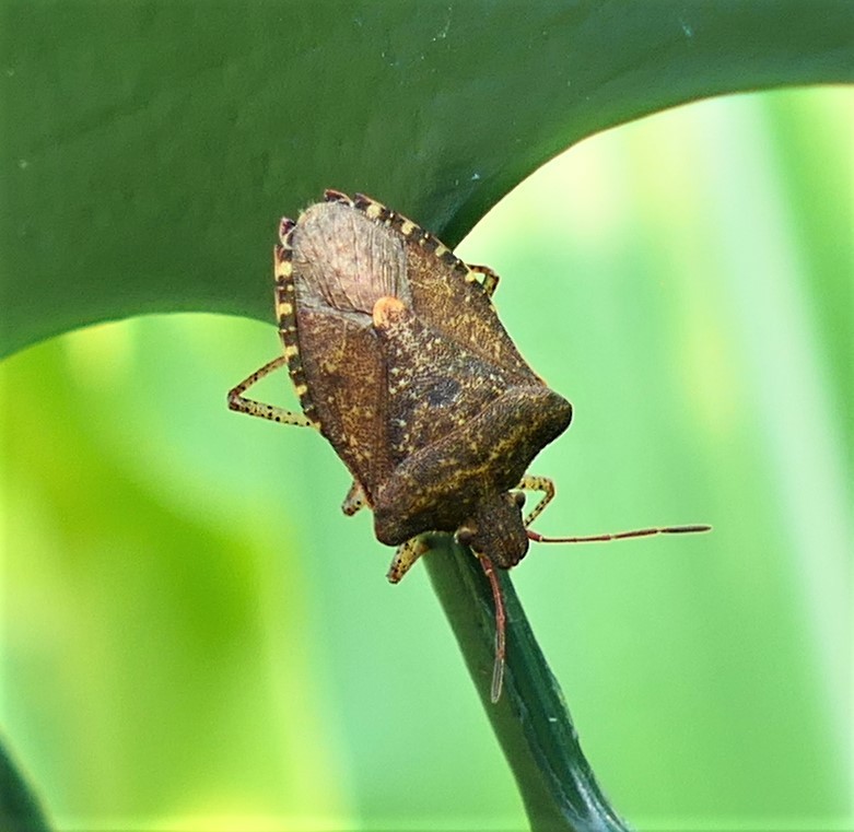 Brown Stink Bugs from Garrett County, MD, USA on July 15, 2021 at 04:53 ...