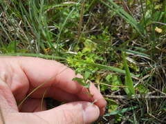 Euphorbia spathulata