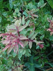 Rose rosette emaravirus