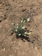 Lupinus padre-crowleyi
