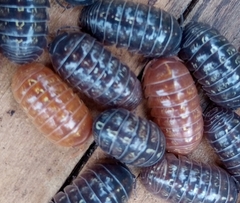 Armadillidium vulgare