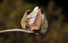 Asphondylia capparis