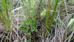 Parnassia glauca