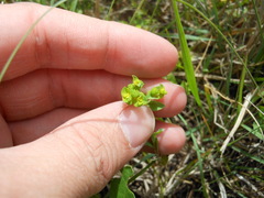 Euphorbia spathulata
