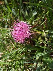 Centaurea borjae