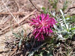 Centaurea borjae