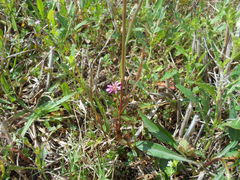 Trifolium resupinatum