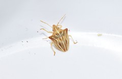 Ancyrosoma leucogrammes