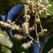 Terminalia paniculata - Photo (c) Dinesh Valke, algunos derechos reservados (CC BY-SA)