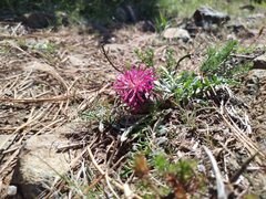 Centaurea borjae