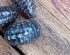 Armadillidium vulgare